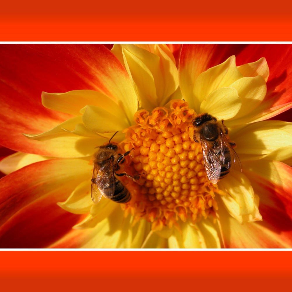 Bee, Pollination, Aromatherapy