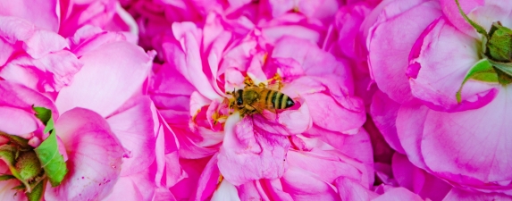 Bee Landing on Rose by Savannah Rose
