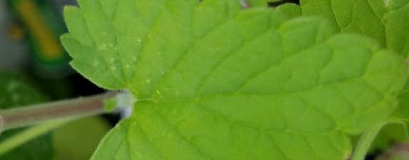Image: Catnip (Nepeta cataria) Copyright 2020 Kelly Holland Azzaro (from our botanical garden)
